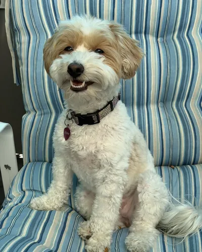 Kona, my dog, sitting on a striped patio chair